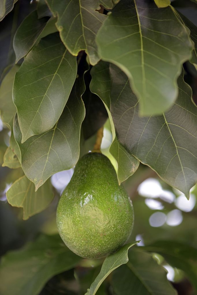 How to Grow and Care for Avocado Fruit Tree