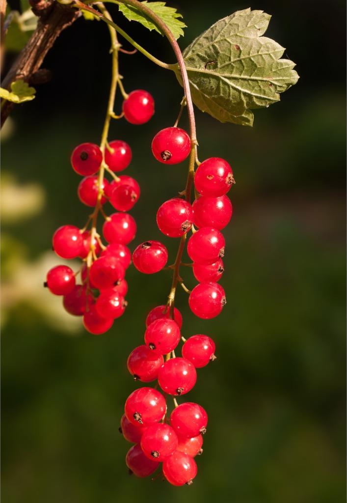 How to Grow and Care for Currants Fruit Plant