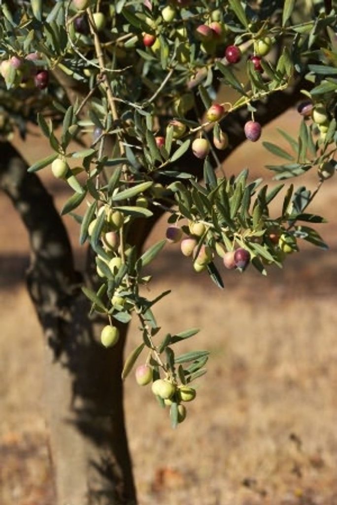 How to Grow and Care for Olives Tree