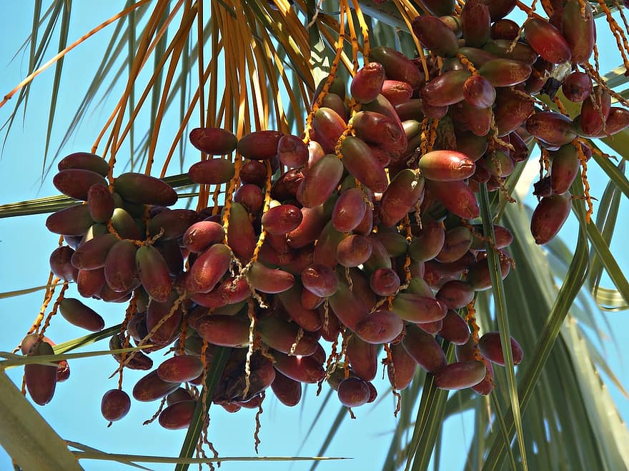 How to Grow and Care for Dates Fruit Tree