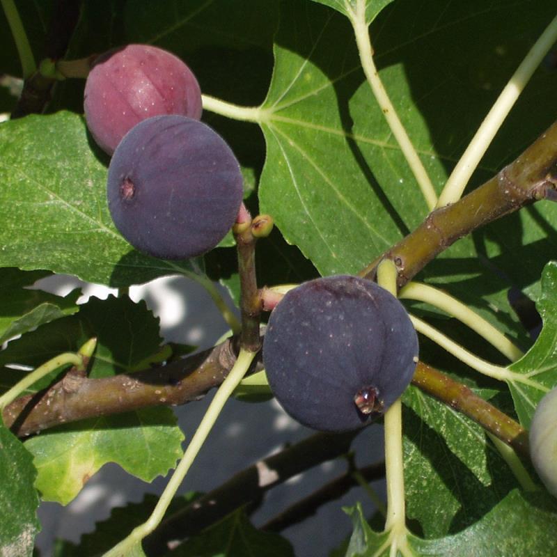 How to Grow and Care for Figs Fruit Tree