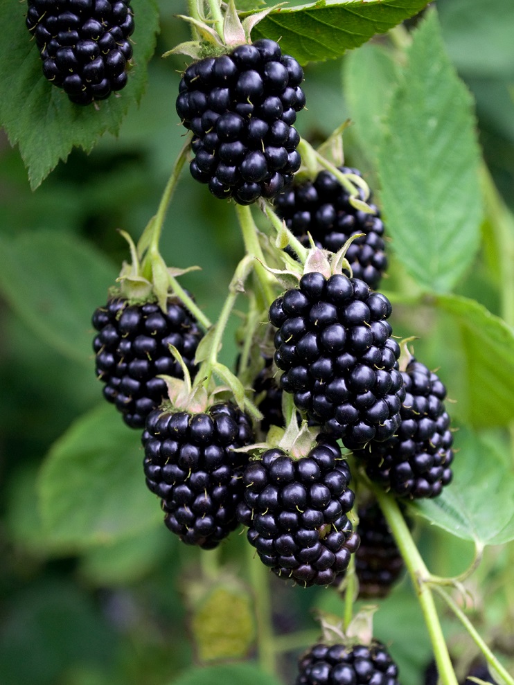Perennial Fruits To Plant Once for Years