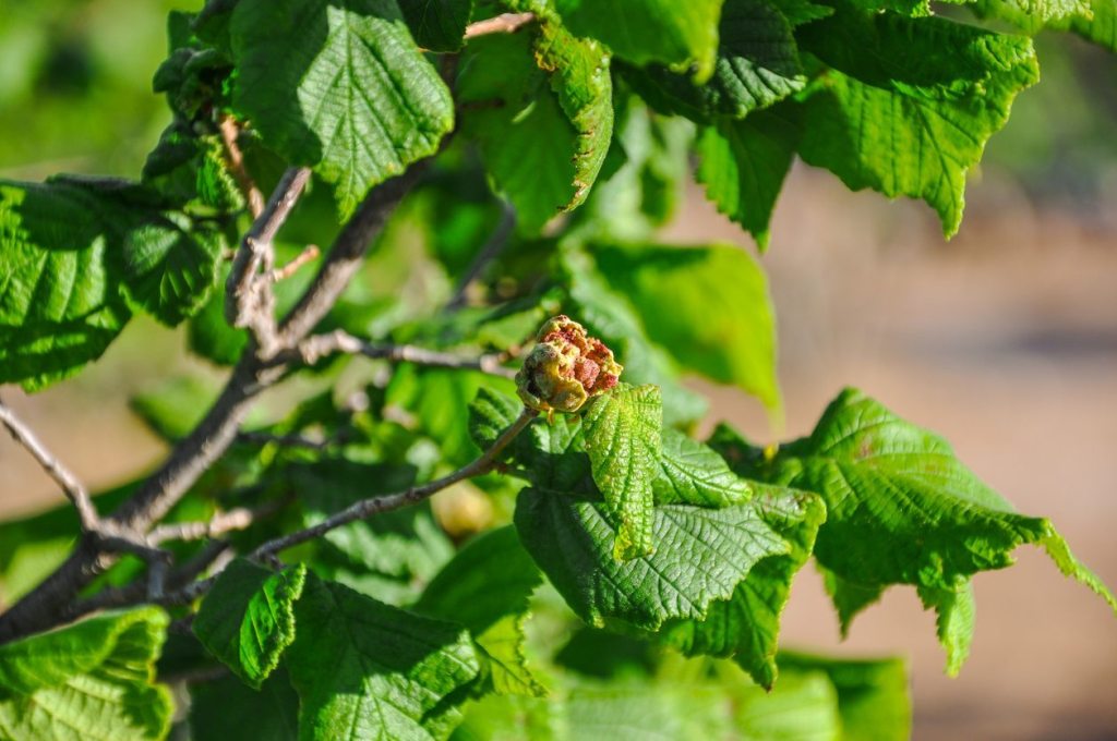 How to Grow and Care for Walnuts Tree
