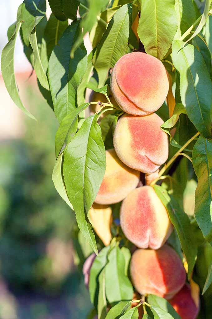 How to Grow and Care for Peaches Fruit Tree