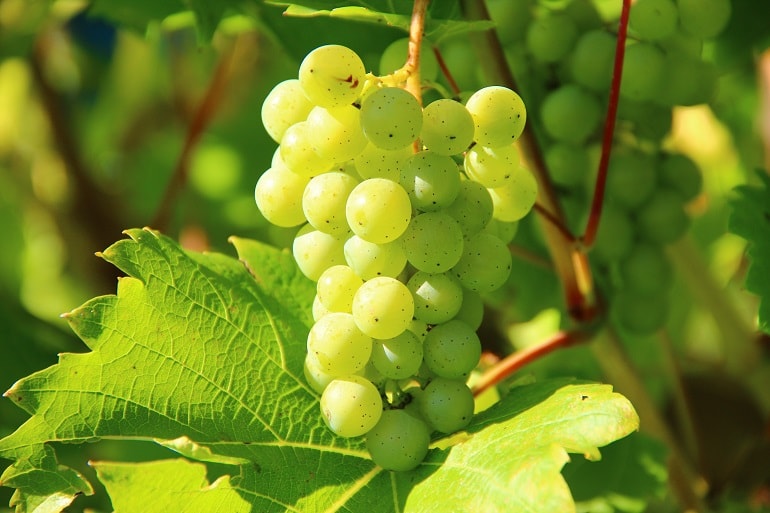 How to Grow and Care for Grapes Fruit Plant