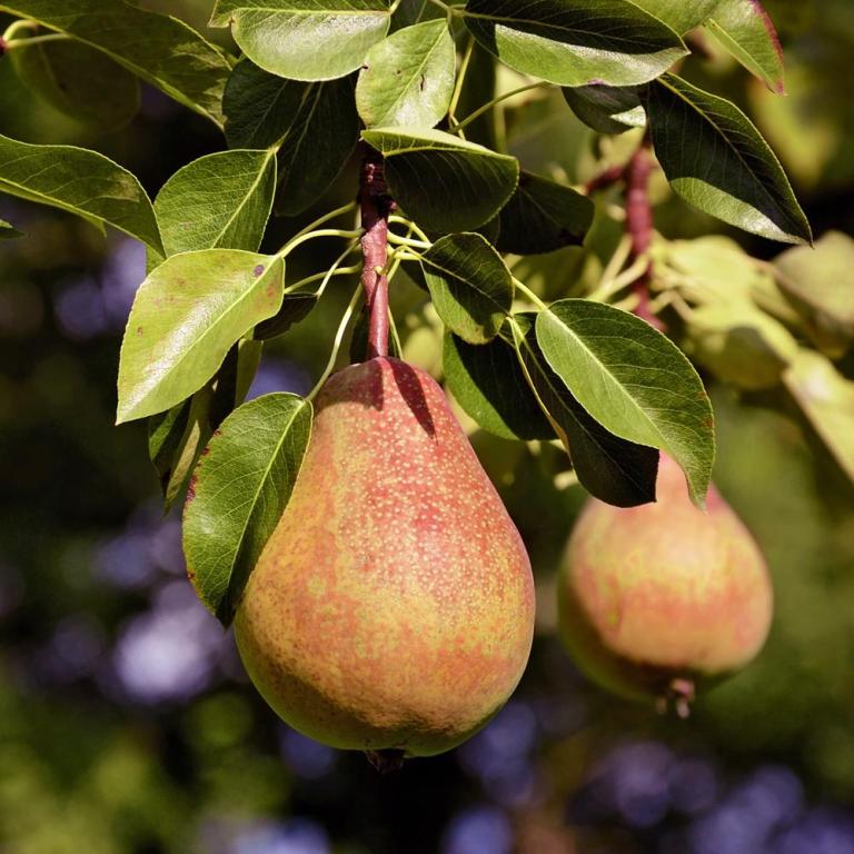 How to Grow and Care for Pears Fruit Tree