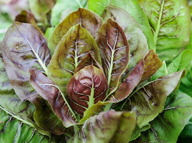 How to Grow and Care for Radicchio