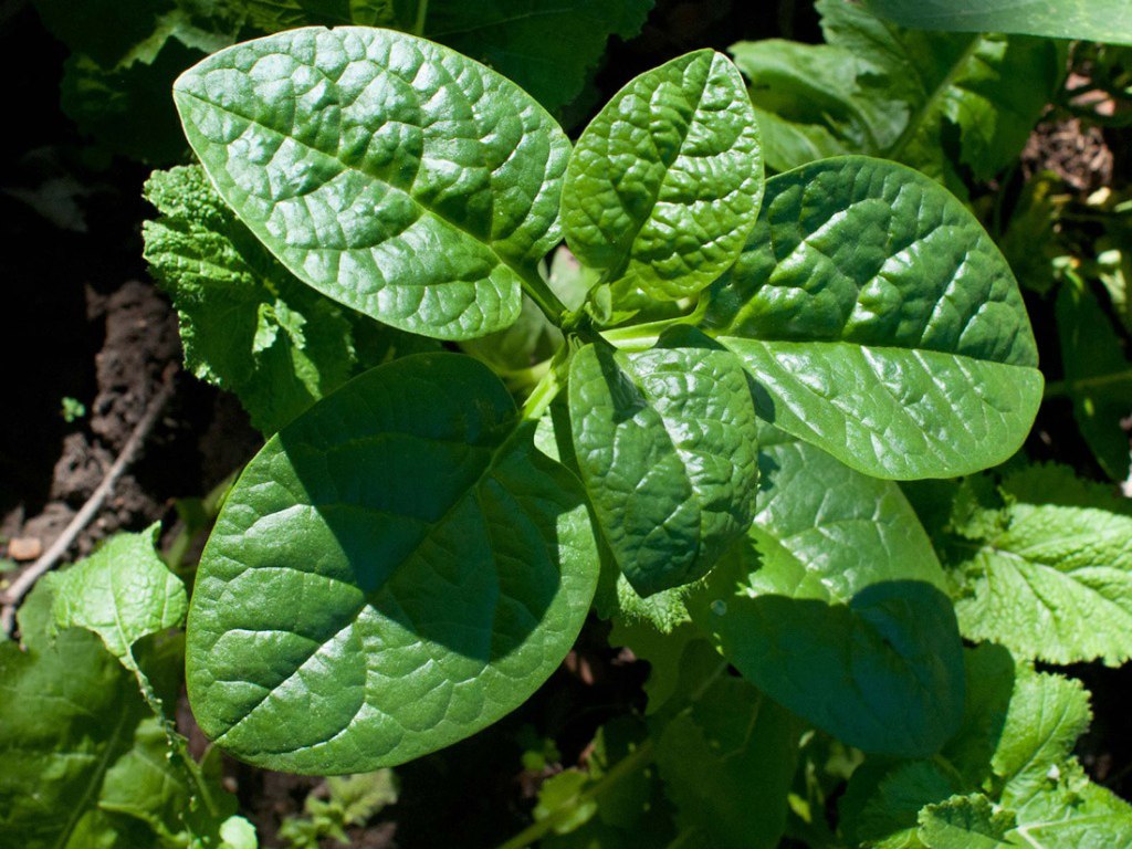 How to Grow and Care for Spinach Plant