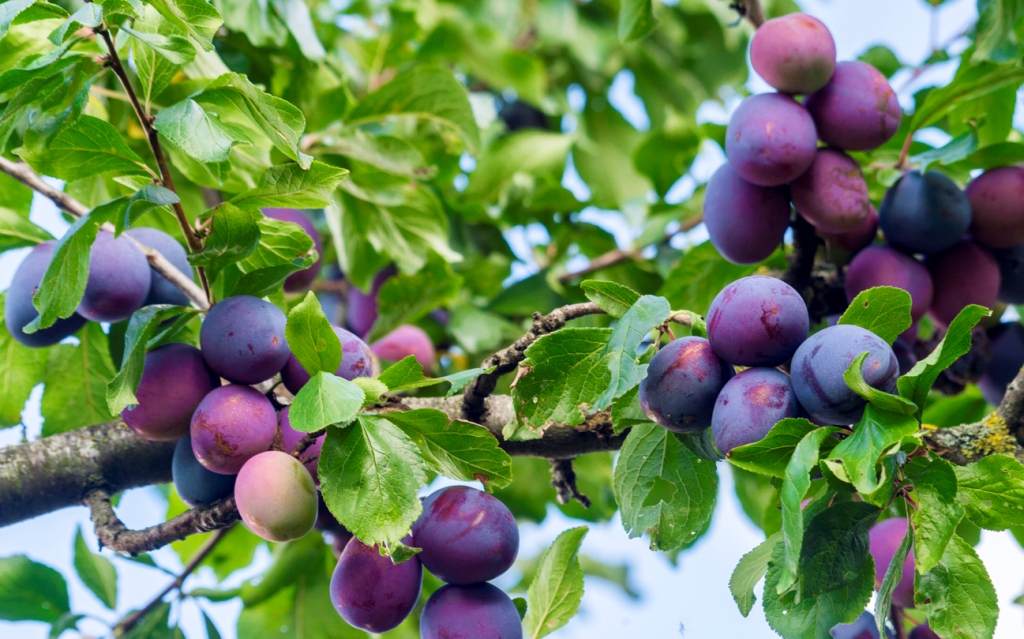 How to Grow and Care for Plum Fruit Tree