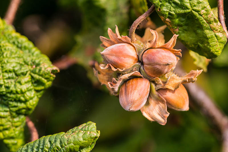 How to Grow and Care for Hazelnuts Tree