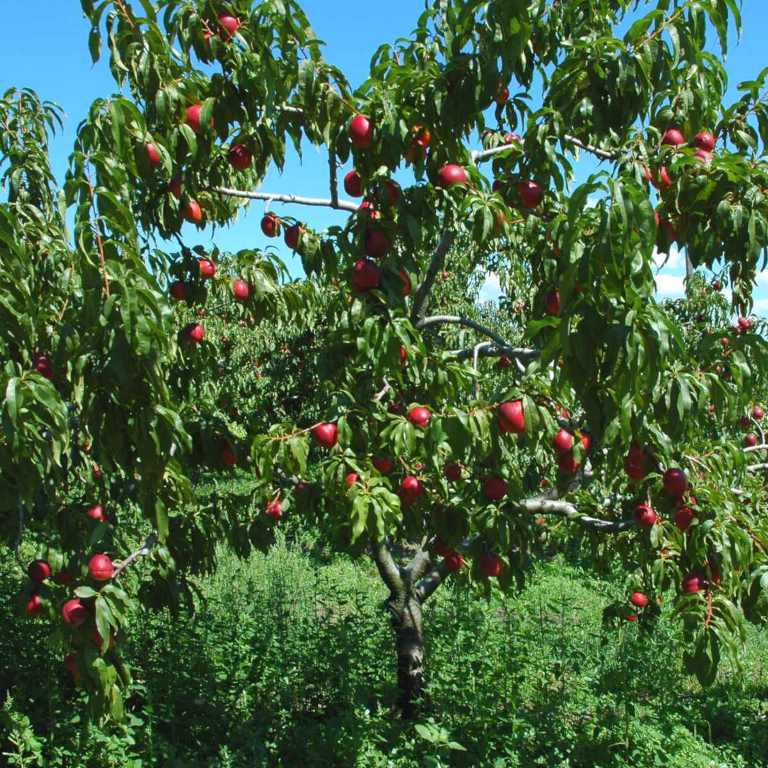 Perennial Fruits To Plant Once for Years