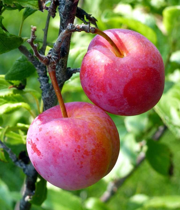How to Grow and Care for Plum Fruit Tree