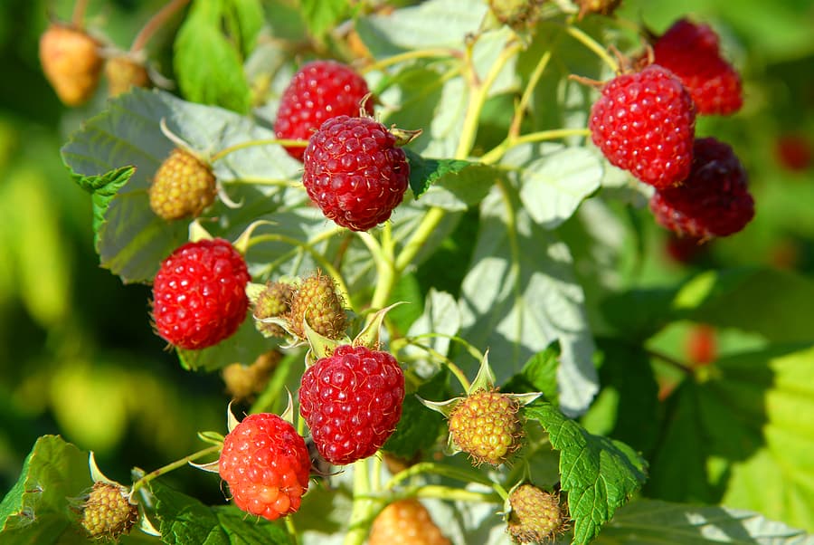 How to Grow and Care for Raspberry Fruit Plant