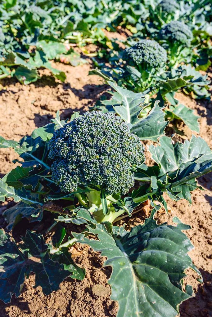 How to Grow and Care for Broccoli