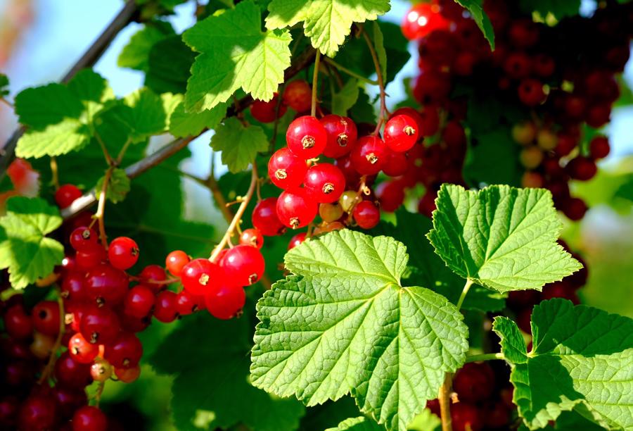 How to Grow and Care for Currants Fruit Plant