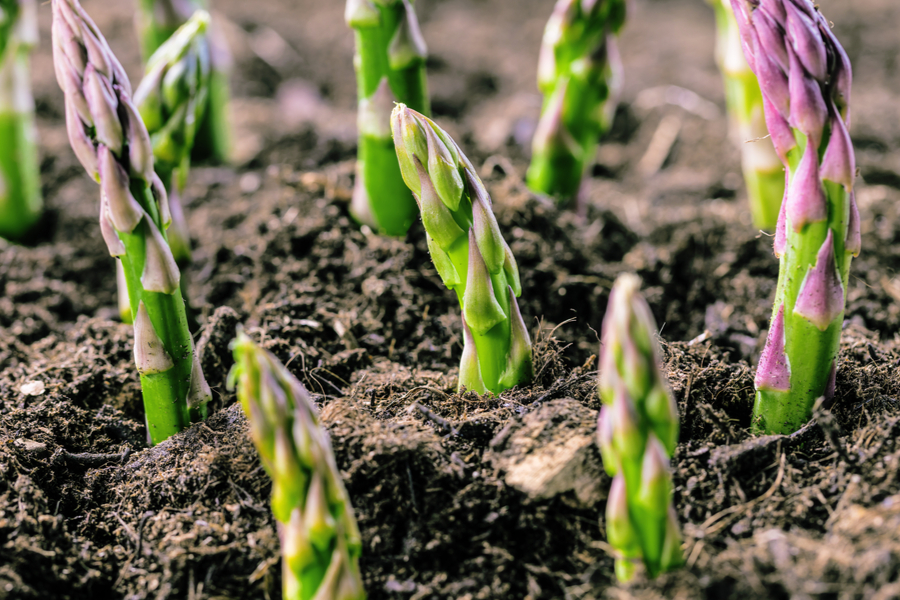 How to Grow and Care for Asparagus