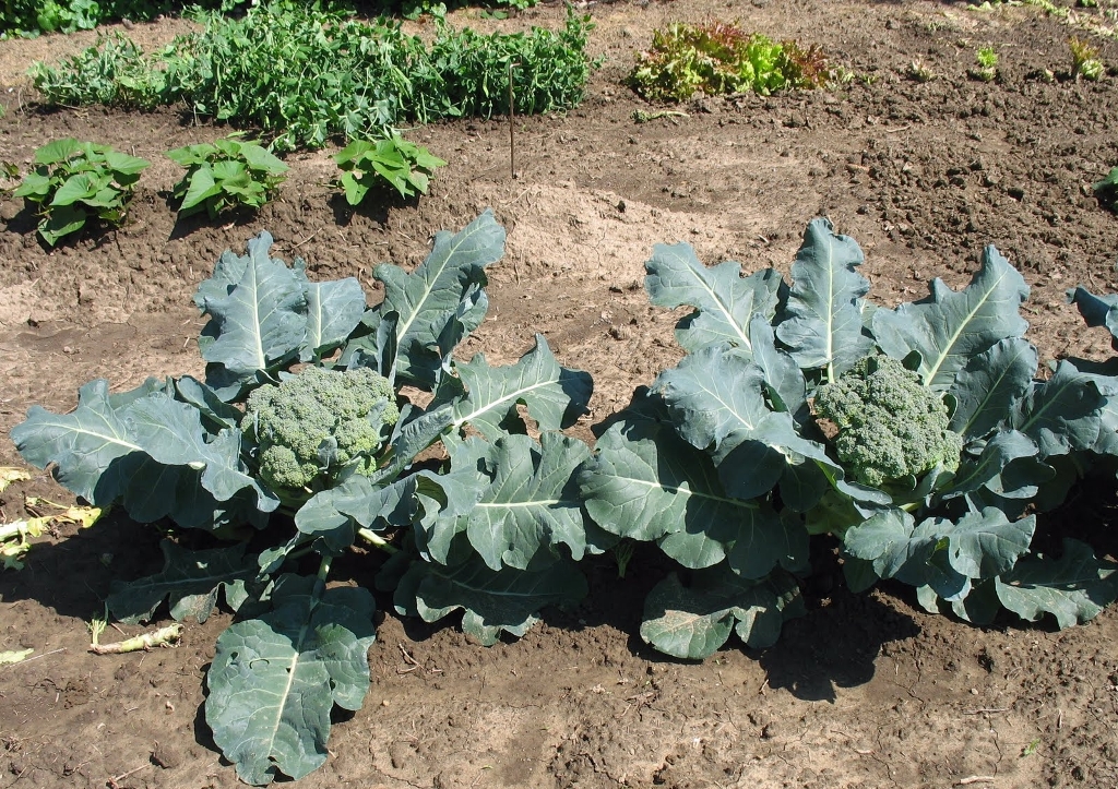 How to Grow and Care for Broccoli
