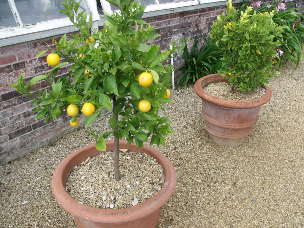 How to Grow and Care for Lemon Plant