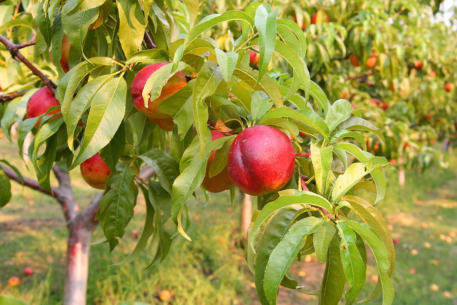 How to Grow and Care for Nectarines Fruit Tree