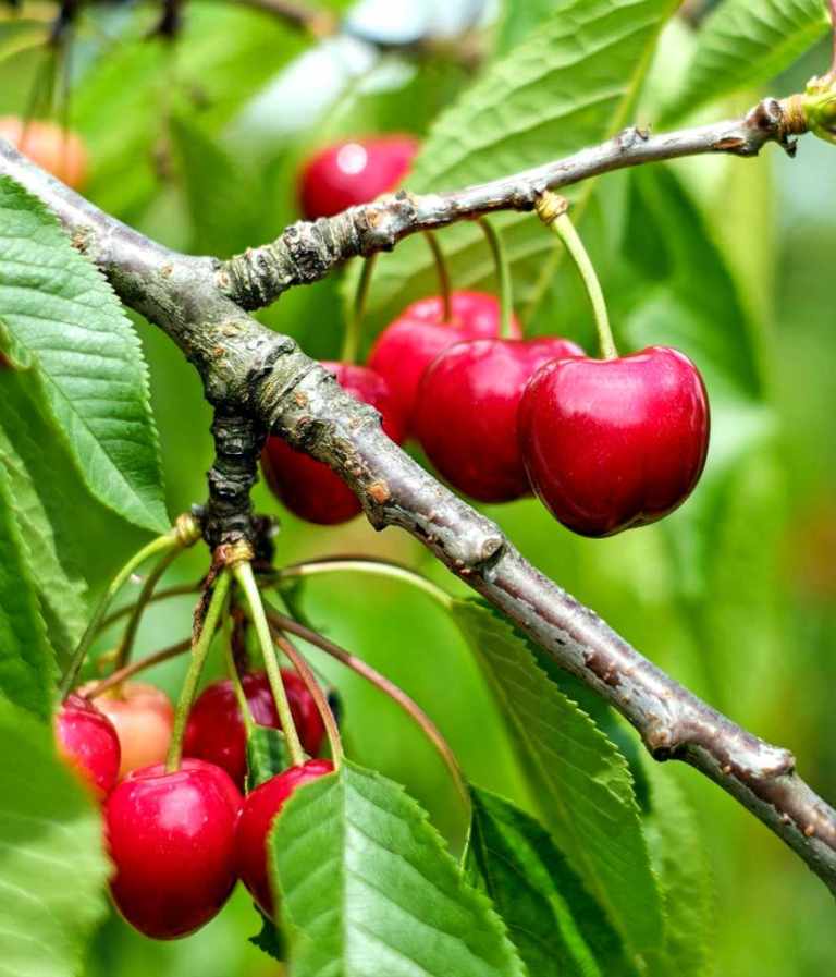 How to Grow and Care for Cherry Fruit Tree