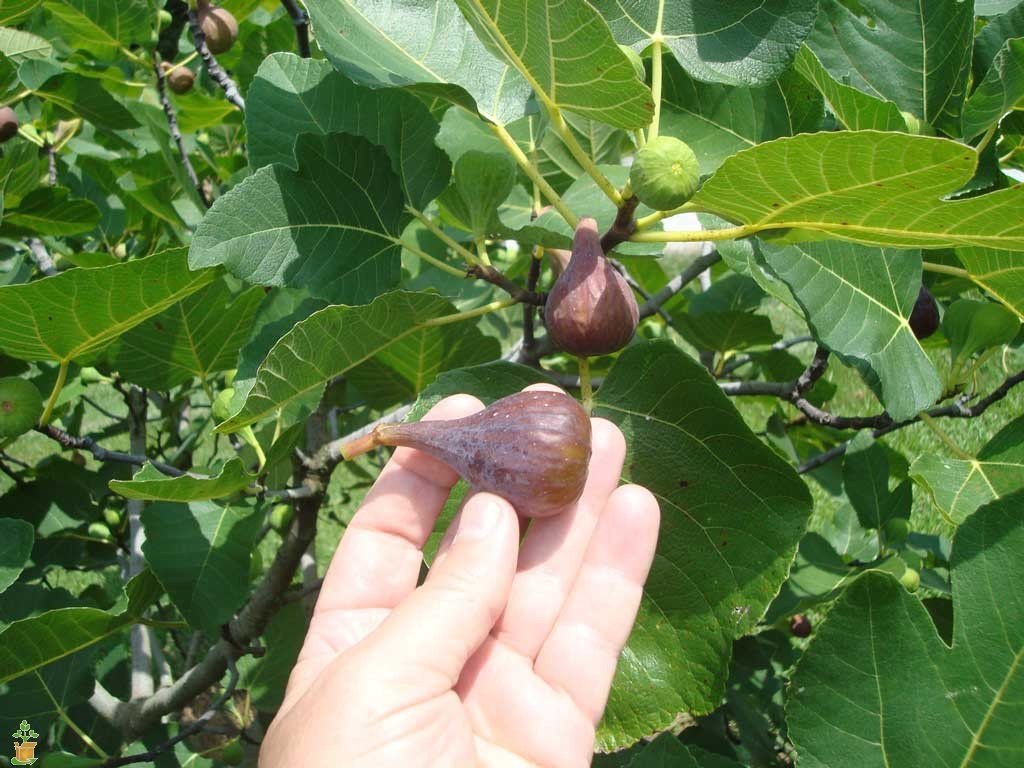 How to Grow and Care for Figs Fruit Tree
