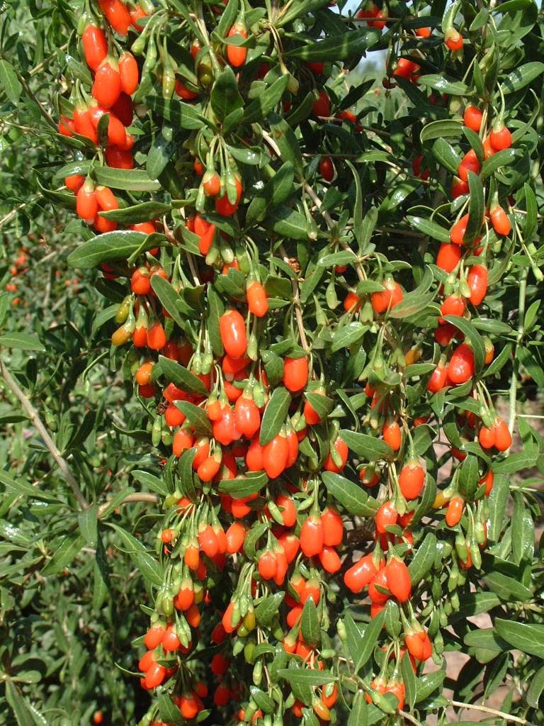 How to Grow and Care for Goji Berries Fruit Plant