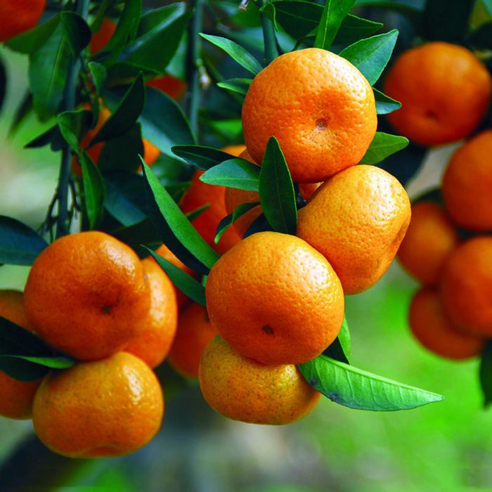 Varieties of Oranges