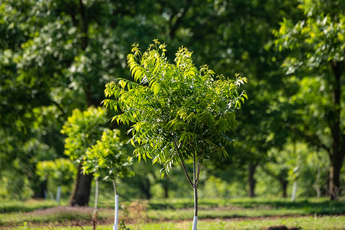 How to Grow and Care for Pecan Tree