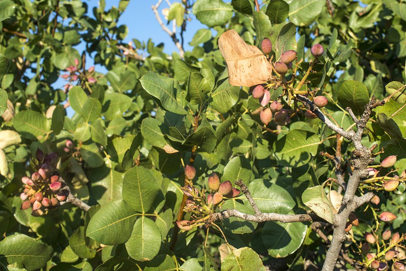 How to Grow and Care for Pistachio Tree