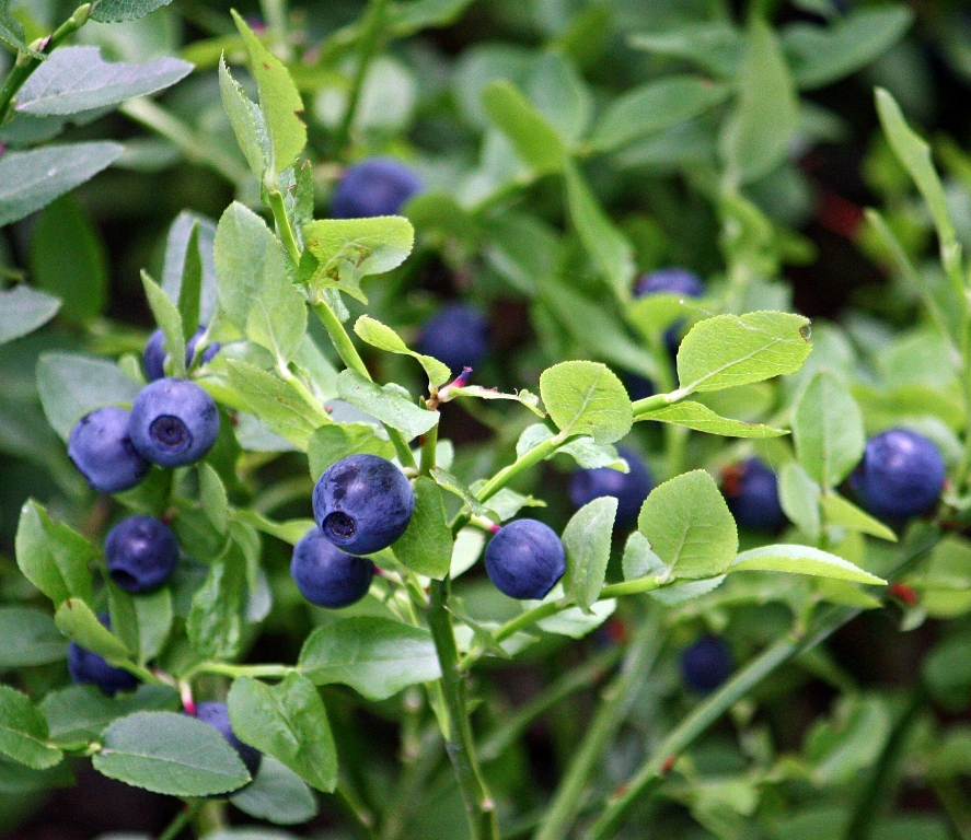 How to Grow and Care for Huckleberries Fruit Plant