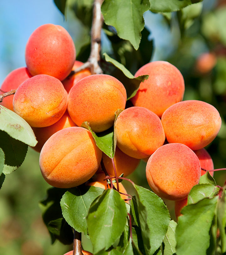 How to Grow and Care for Apricot Fruit Tree