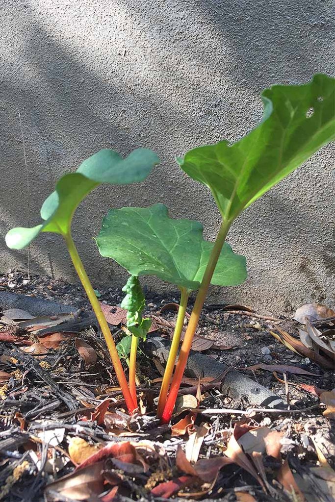 How to Grow and Care for Rhubarb Plant