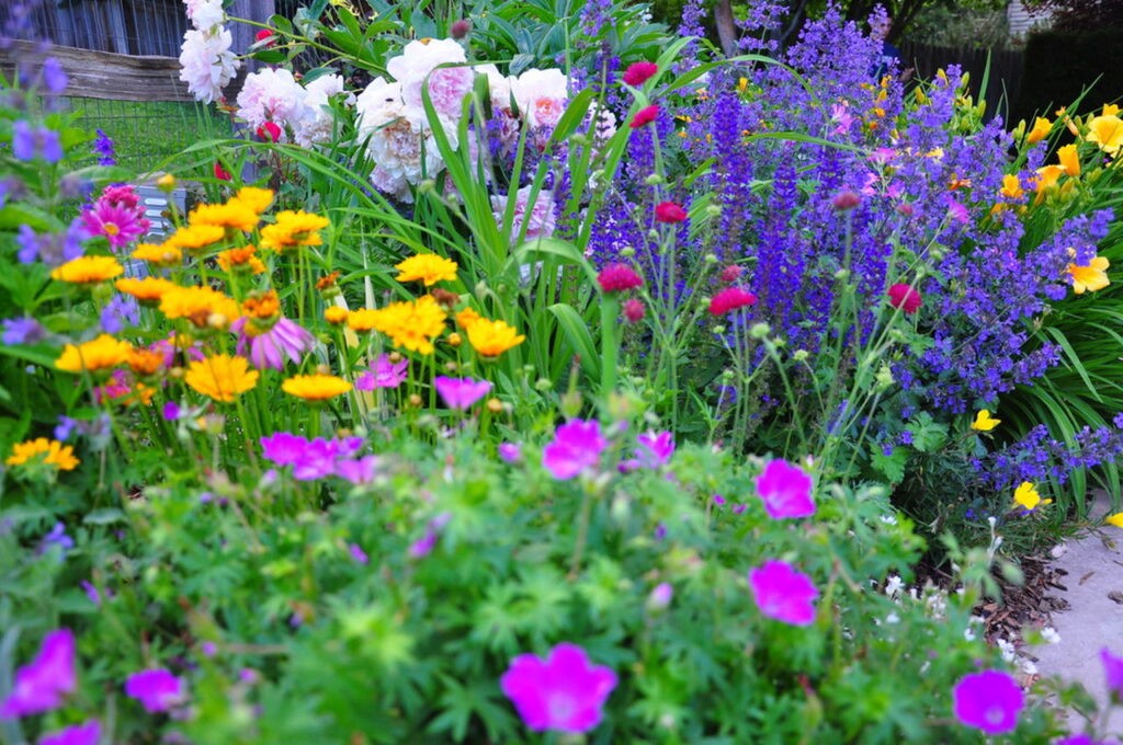 20 Best Assorted Colors Perennial Plants - In One Blog