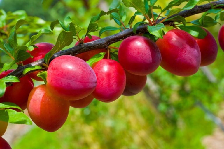 How to Grow and Care for Plum Fruit Tree In One Blog